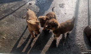 Câini spre adoptie - imagine 4