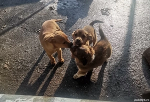 Câini spre adoptie - imagine 3