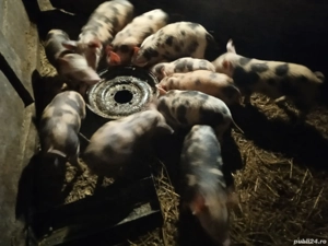 Vând purcei  - imagine 2