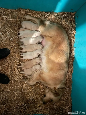 Pui Golden Retriever - imagine 4