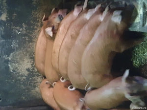 vind purcei - imagine 2