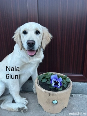 Pui Golden Retriever - imagine 5