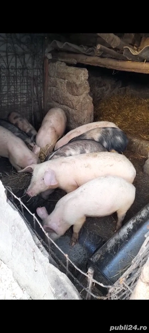 Vand purcei 3luni jumate pentru detali va rog sa sunati