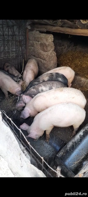 Purcei de vanzare 4 luni