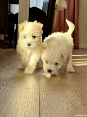 Bichon Maltese un băiețel mai e disponibil