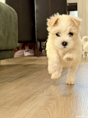 Bichon Maltese un băiețel mai e disponibil