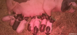 vînd scroafă cu purcei