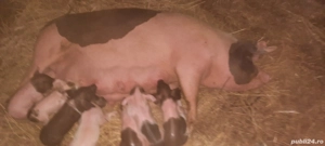 vînd scroafă cu purcei - imagine 2