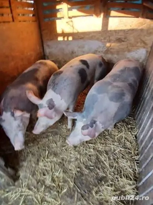 Porci de vânzare  - imagine 2