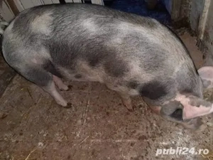 Porci de vânzare 