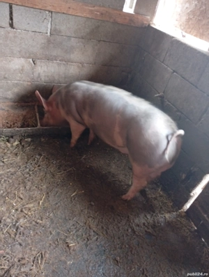 vier pietrean  - imagine 2