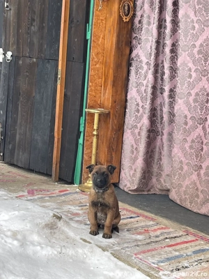 Vând căței ciobănesc Belgian Malinois mai multe detalii la telefon   - imagine 3
