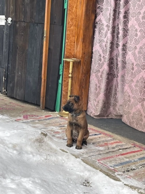 Vând căței ciobănesc Belgian Malinois mai multe detalii la telefon   - imagine 2