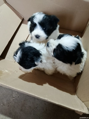 bishon havanez  - imagine 2