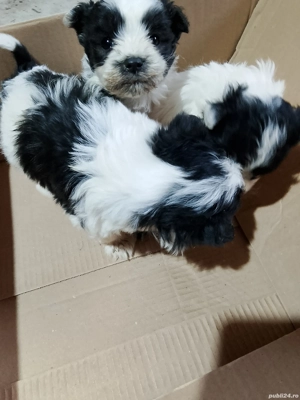 bishon havanez  - imagine 4