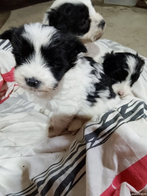 bishon havanez  - imagine 5