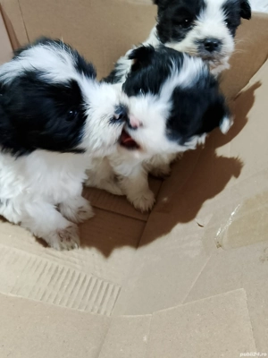 bishon havanez  - imagine 3