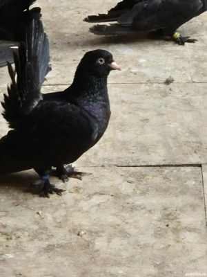 De vânzare  Roller de Cluj 