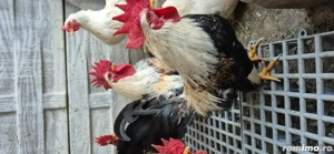 Vând cocoșei  rasa Chabo