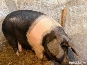 de vanzare  - imagine 3