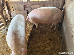 de vanzare  - imagine 5