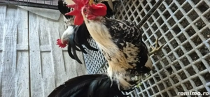 Vând cocoșei  rasa Chabo - imagine 2