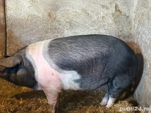 de vanzare  - imagine 2