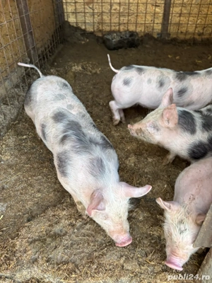 vand purcei  - imagine 3