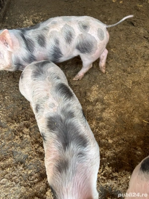 vand purcei  - imagine 2