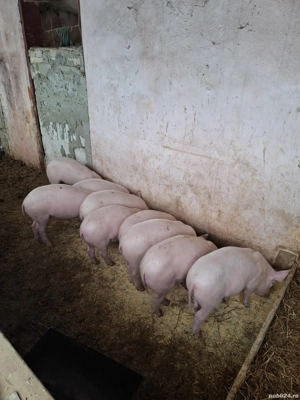 Vând purcei Rasa landras  - imagine 2