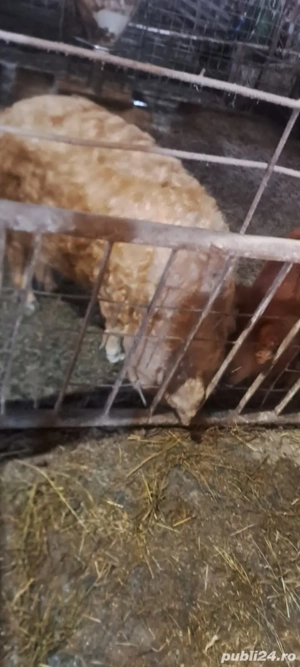 vand scroafe mangalita