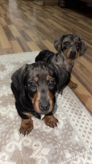 Teckel Pitic Arlechin