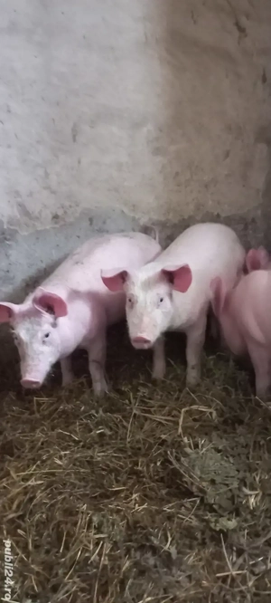 Purcei Rasa Marele Alb x Pietrain Vârsta 3.5 Luni 35 - 40kg Tel o733345270 - imagine 4