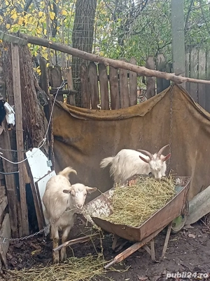 Tap iata vanzare Corabia Olt Nr3 