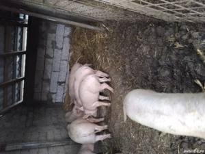 vand purcei  - imagine 3