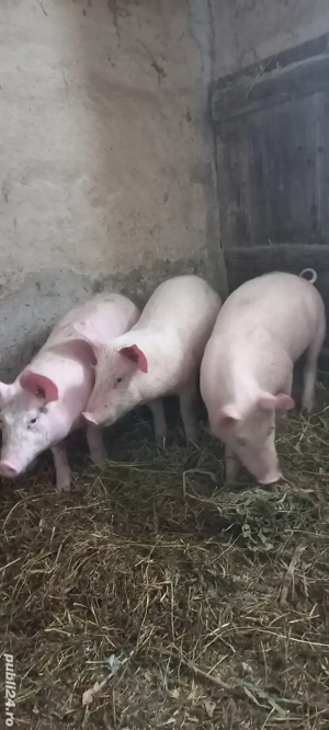 Purcei Rasa Marele Alb x Pietrain Vârsta 3.5 Luni 35 - 40kg Tel o733345270 - imagine 2