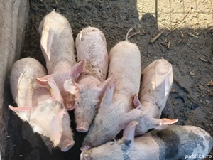 Purcei de vanzare  - imagine 3