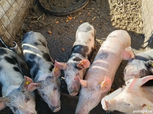 Purcei de vanzare  - imagine 4