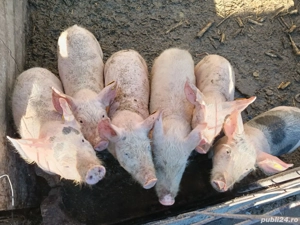 Purcei de vanzare  - imagine 2
