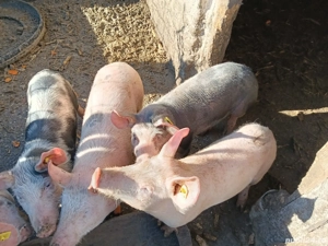 Purcei de vanzare  - imagine 5