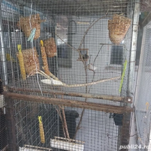 vand nimfe, zebre,perus - imagine 2