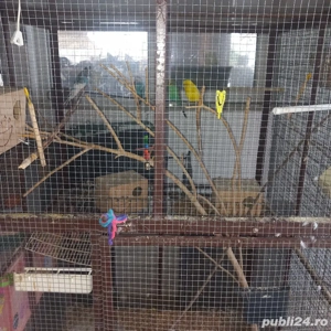 vand nimfe, zebre,perus - imagine 3