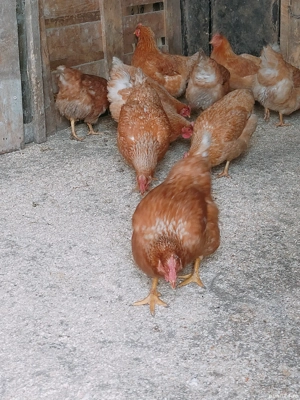 Gaini de vânzare  - imagine 3