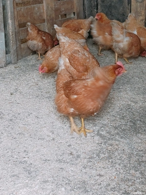 Gaini de vânzare  - imagine 4