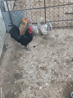 vând familie americane 