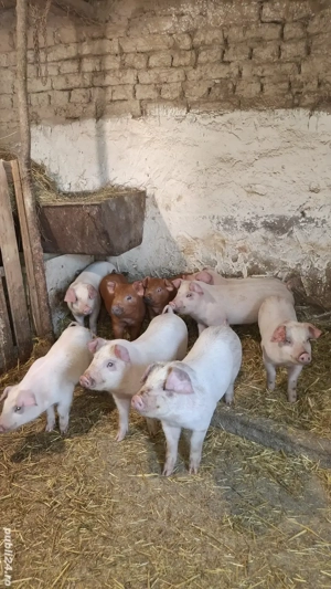 Vand purcei - imagine 3