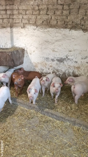 Vand purcei - imagine 4