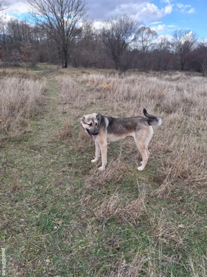 Kangal adult de donat