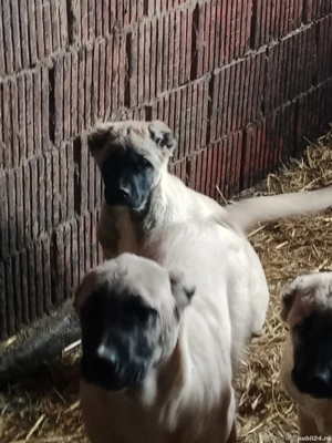 vand kangalii - imagine 3