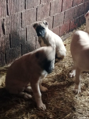 vand kangalii - imagine 2